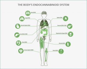 Grand Rounds: The Endocannabinoid System & Cannabis Therapeutics: An Integrative Approach to Peripheral Neuropathy
